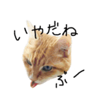 ねこ。P＆R（個別スタンプ：3）
