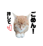 ねこ。P＆R（個別スタンプ：5）