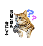 ねこ。P＆R（個別スタンプ：7）