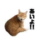 ねこ。P＆R（個別スタンプ：9）