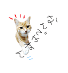 ねこ。P＆R（個別スタンプ：10）