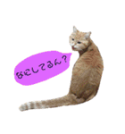 ねこ。P＆R（個別スタンプ：15）