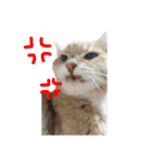 ねこ。P＆R（個別スタンプ：20）