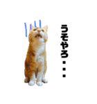 ねこ。P＆R（個別スタンプ：23）