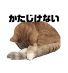ねこ。P＆R（個別スタンプ：28）