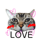 ねこ。P＆R（個別スタンプ：30）