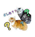 ねこ。P＆R（個別スタンプ：33）