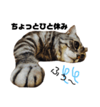 ねこ。P＆R（個別スタンプ：37）