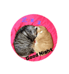 ねこ。P＆R（個別スタンプ：39）