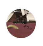 ねこ。P＆R（個別スタンプ：40）