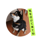 わんこでごあいさつパート2（個別スタンプ：2）
