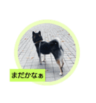 わんこでごあいさつパート2（個別スタンプ：3）