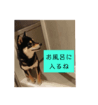 わんこでごあいさつパート2（個別スタンプ：6）