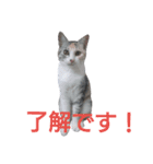 麦の日常2（個別スタンプ：8）