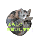 麦の日常2（個別スタンプ：13）