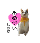 ちゃちゃまるの日常です（個別スタンプ：1）