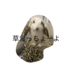 うさぎのうさまろ。（個別スタンプ：1）