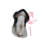 うさぎのうさまろ。（個別スタンプ：3）