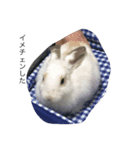 うさぎのうさまろ。（個別スタンプ：4）
