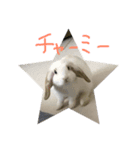 うさぎのうさまろ。（個別スタンプ：5）