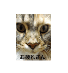 ねこいと（個別スタンプ：1）