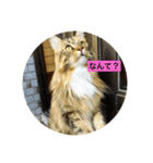 ねこいと（個別スタンプ：2）