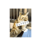 ねこいと（個別スタンプ：4）