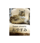 ねこいと（個別スタンプ：5）