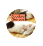 ねこいと（個別スタンプ：8）