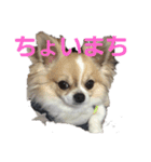よんよんのフレンズ（個別スタンプ：4）