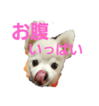 よんよんのフレンズ（個別スタンプ：8）