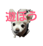 よんよんのフレンズ（個別スタンプ：10）