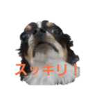 よんよんのフレンズ（個別スタンプ：13）