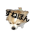 よんよんのフレンズ（個別スタンプ：15）