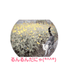 幸と仁のねこ日和（個別スタンプ：1）