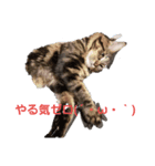 幸と仁のねこ日和（個別スタンプ：2）