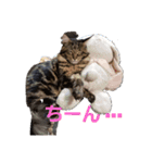 幸と仁のねこ日和（個別スタンプ：3）