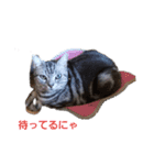 幸と仁のねこ日和（個別スタンプ：4）