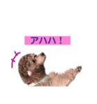 トイプードル♪フェイマス 第2弾（個別スタンプ：1）