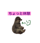 トイプードル♪フェイマス 第2弾（個別スタンプ：2）