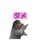 トイプードル♪フェイマス 第2弾（個別スタンプ：3）