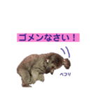 トイプードル♪フェイマス 第2弾（個別スタンプ：4）