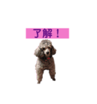 トイプードル♪フェイマス 第2弾（個別スタンプ：5）