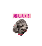 トイプードル♪フェイマス 第2弾（個別スタンプ：6）