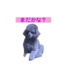 トイプードル♪フェイマス 第2弾（個別スタンプ：7）