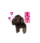 トイプードル♪フェイマス 第2弾（個別スタンプ：8）