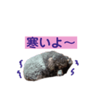 トイプードル♪フェイマス 第2弾（個別スタンプ：9）