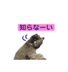 トイプードル♪フェイマス 第2弾（個別スタンプ：10）