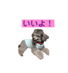 トイプードル♪フェイマス 第2弾（個別スタンプ：11）