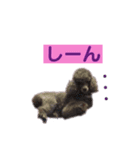 トイプードル♪フェイマス 第2弾（個別スタンプ：12）